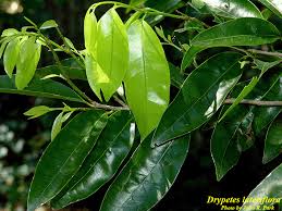 Image result for Drypetes