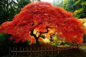 Maybe you would like to learn more about one of these? 5 Best Feature Trees Blog Kyora Landscapes