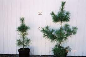 White Pine Windbreak Trees