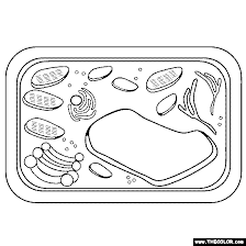 Plant and animal cell coloring sheet. Plant Cell Coloring Page