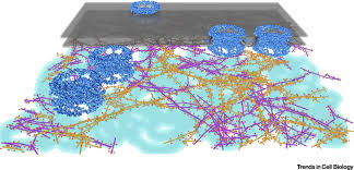 What is the function of nucleus membrane. Nuclear Lamins Thin Filaments With Major Functions Trends In Cell Biology