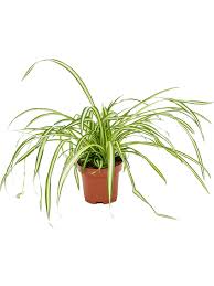 Image result for Chlorophytum affine