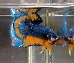 Nice Multi Colors Male Betta Fish 5 Months Old Betta Fish Bettafish Balik