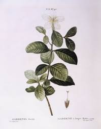 Image result for Gardenia ternifolia