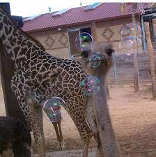 Houston Zoo Jun 20 0216 Bubbles Our Keepers Decided To Blow Bubbles As Visual Enrichment For The Ostriches And Giraf Work With Animals Houston Zoo Giraffe