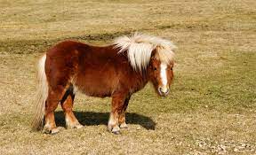 File:Shetland pony - Postbridge.jpg - Wikimedia Commons