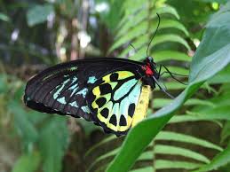 Kuranda Attraction Australian Butterfly Sanctuary