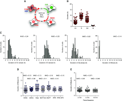 Half of each strand the original, half newly synthesized strand. Duration Of Mitosis Is Short And Constant A Schematic Of Cell Lines Download Scientific Diagram