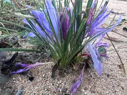 Image result for Babiana bainesii