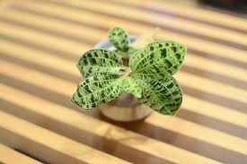 ジュエルオーキッドの成長記録 茶色で落ちそうな葉っぱが 駆け抜けて墓場まで