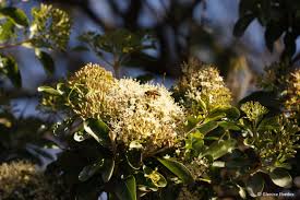 Image result for Nuxia congesta