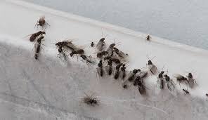 Check spelling or type a new query. Flying Ant Day When Winged Ants Take Their Nuptial Flight Natural History Museum