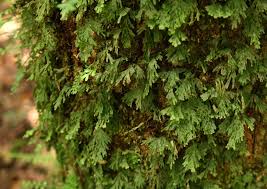 Image result for Crepidomanes