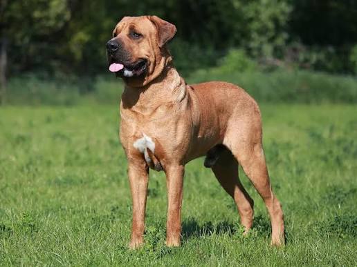 Tosa Inu - Dog Breed Guide