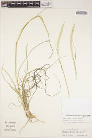 Image result for Anthephora pubescens