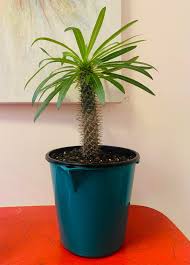 Image result for Pachycarpus goetzei