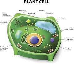 Plant Cell Vs Animal Cell Plant Cell Animal Cell Plant Cell Picture