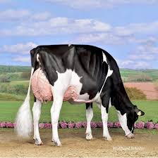 Black And White Cow Breeds Australia Fenomenalle Alessya Armani Cow Holstein Holstein Cows