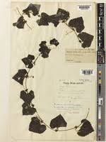 Image result for Trochomeria hookeri