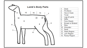 Monitoring Your Lambs Progress Animal Agriculture