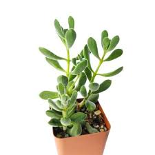 Image result for Crassula rhodesica