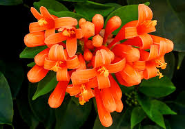 Image result for Pyrostegia