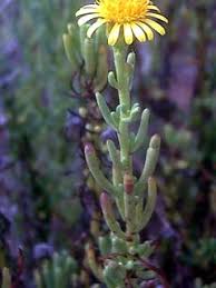 Image result for Inula glomerata