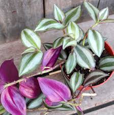 Moderately watered, keep soil moist but well. Tradescantia Zebrina Inch Plant Wandering Dude 4 In 2021 Tradescantia Zebrina Inch Plant Plant Growing
