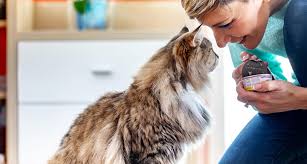 Here are the 20 best foods to eat if you have kidney disease. The Best Senior Cat Food A Guide To Feeding Your Older Cat