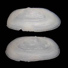 Image result for Galeomma