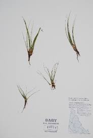 Image result for Isoetes schweinfurthii