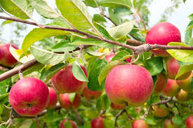 How To Choose A Fruit Tree Home Depot Apple Tree From Seed Growing Fruit Trees Apple Tree