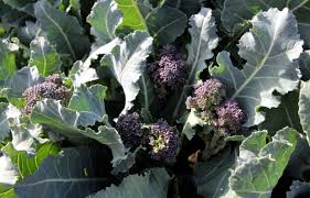 We did not find results for: Purple Haze Organic Gardener Magazine Australia