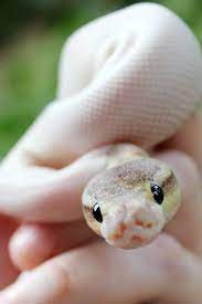 More Snakes On This Sub Music Indieartist Chicago Snake In 2020 Pet Snake Cute Reptiles Cute Snake