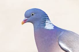 Department of agriculture (usda) has issued four official warnings to birds & animals unlimited for. Bird Brains Are Far More Humanlike Than Once Thought Scientific American