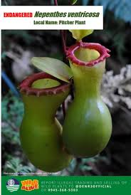 Among the most interesting of all plants, n.ventricosa is the easiest nepenthes to grow. ï½„ï½…ï½Žï½' On Twitter Dyk The Tropical Pitcher Plant Nepenthes Ventricosa Is Endemic To The Philippines It Can Grow At An Elevation Of 2 000 Meters Above Sea Level Wild Plants Are Protected Under