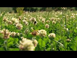 Dungen Mit Klee Mdr Garten Youtube