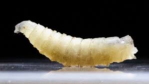 Registran dos casos de miasis por gusano barrenador en humanos en Oaxaca