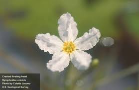 Image result for Nymphoides brevipedicellata