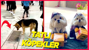 En Komik 10 Kopek Videolari Youtube