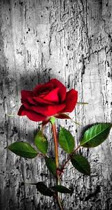 Untitled Izabela Zarzycka Flickr In 2020 Red Flower Wallpaper Red Roses Wallpaper Flower Iphone Wallpaper