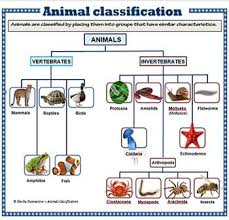 Animal Classification Poster Set Animal Classification Vertebrates And Invertebrates Vertebrates