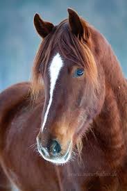 Idees Mariage Ivoire Chocolat Carnet D Inspiration 1 Melle Cereza Blog Mariage Original Horses Pretty Horses Chestnut Horse