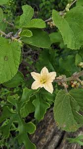 Image result for Savannosiphon euryphyllus