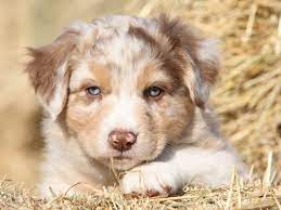 Der australian shepherd stammt ursprünglich aus nordamerika. Das Wesen Des Australian Shepherd