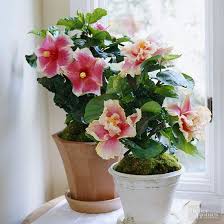 Renowned for being one of the most fragrant flowers around, gardenia is a lovely, but tricky houseplant. 22 Of The Most Beautiful Blooming Houseplants Indoor Flowers Easy House Plants Plants