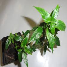 Image result for Justicia phyllostachys