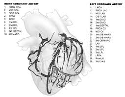 Between march 1992 and april 2000, we performed a total number of 811 distal anastomosis on diagonal arteries of left anterior descending (lad) artery in 296 patients who underwent coronary artery bypass surgery (cabg) distal anastomosis in our clinic. Is Septal Branches Of Left Anterior Descending Coronary Artery Immune To Atherosclerosis Dr S Venkatesan Md