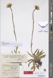 Image result for Multidentia concrescens