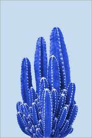 Blue cactus folk art cat maxi dress medium. Blue Cactus Ii Posters And Prints Posterlounge Com